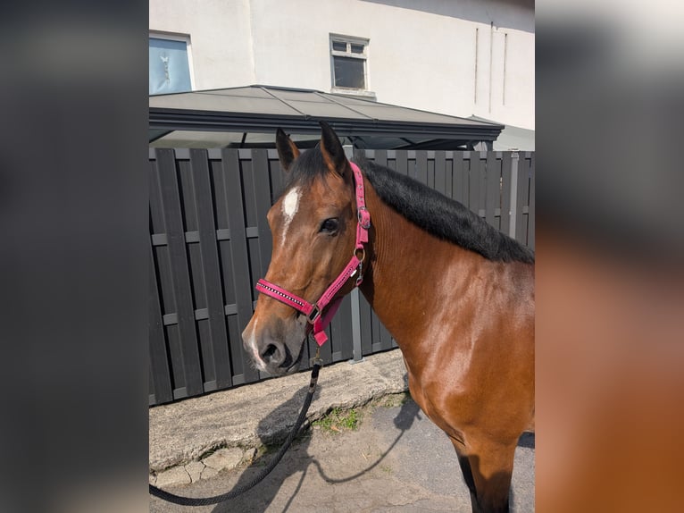 Más ponis/caballos pequeños Yegua 8 años 147 cm Castaño in Morsbach
