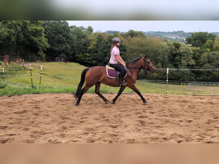 Más ponis/caballos pequeños Yegua 8 años 147 cm Castaño in Morsbach