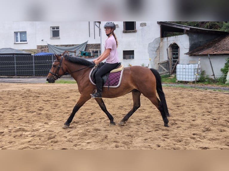 Más ponis/caballos pequeños Yegua 8 años 147 cm Castaño in Morsbach