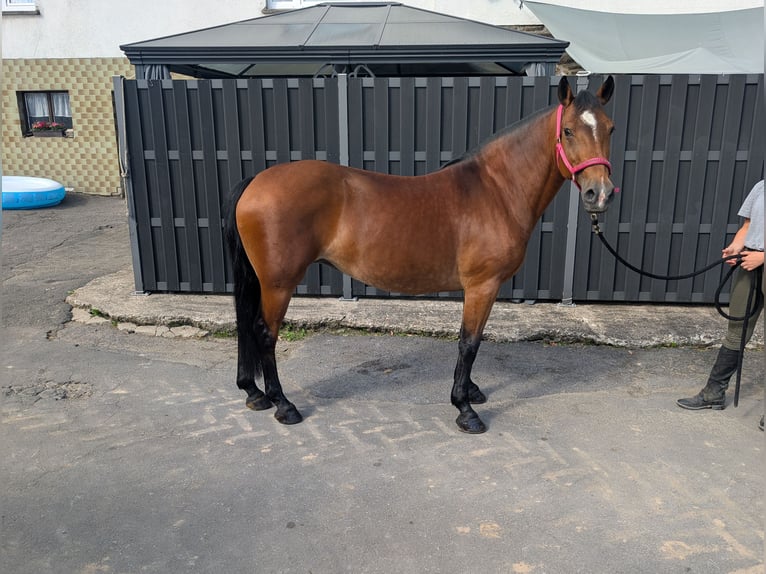 Más ponis/caballos pequeños Yegua 8 años 147 cm Castaño in Morsbach