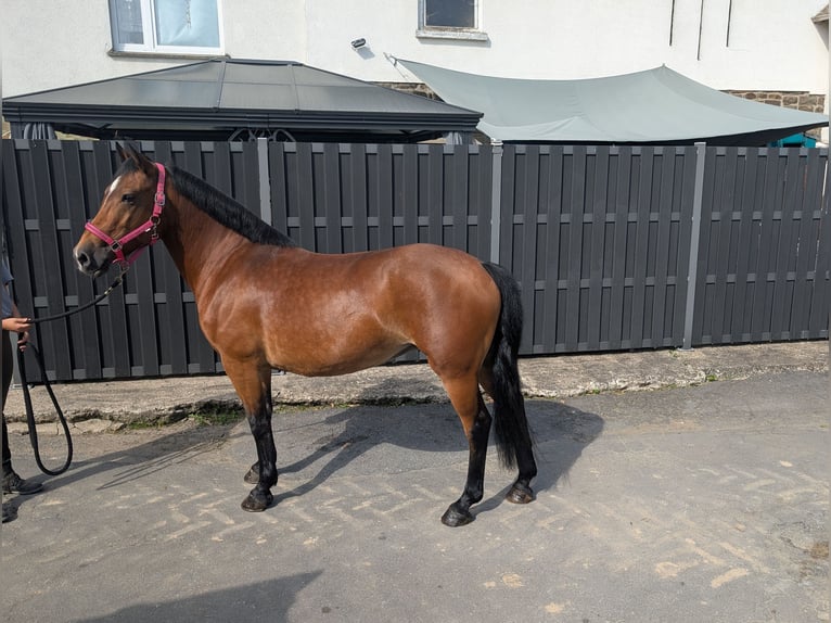 Más ponis/caballos pequeños Yegua 8 años 147 cm Castaño in Morsbach