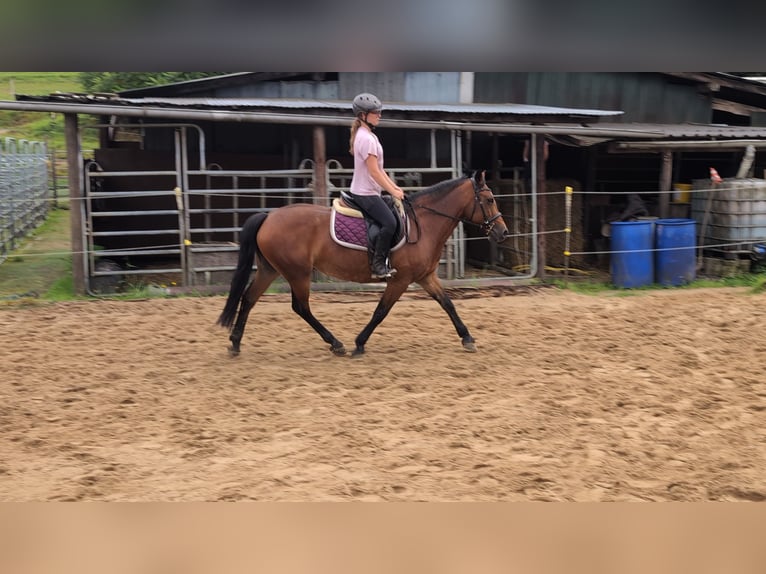 Más ponis/caballos pequeños Yegua 8 años 147 cm Castaño in Morsbach