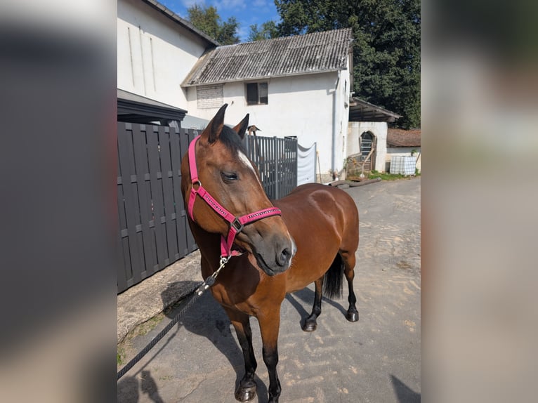 Más ponis/caballos pequeños Yegua 8 años 147 cm Castaño in Morsbach