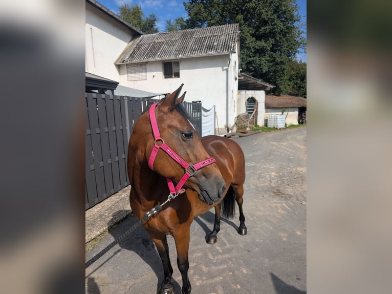 Más ponis/caballos pequeños Yegua 8 años 147 cm Castaño in Morsbach
