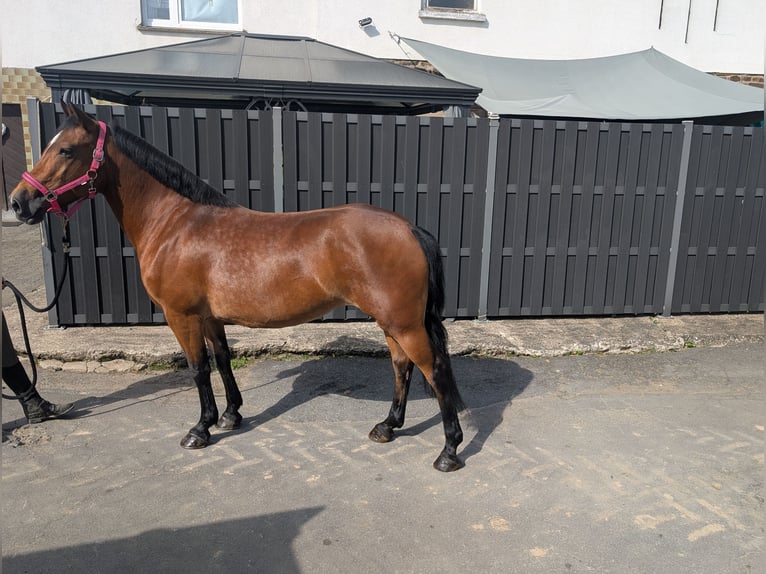 Más ponis/caballos pequeños Yegua 8 años 147 cm Castaño in Morsbach