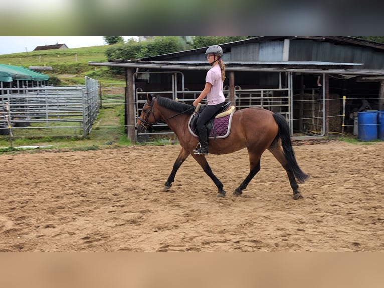 Más ponis/caballos pequeños Yegua 8 años 147 cm Castaño in Morsbach
