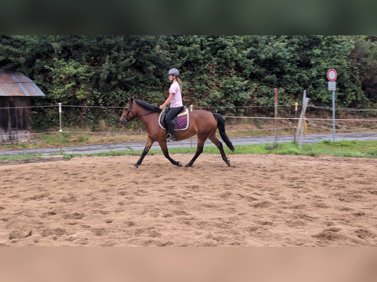 Más ponis/caballos pequeños Yegua 8 años 147 cm Castaño in Morsbach