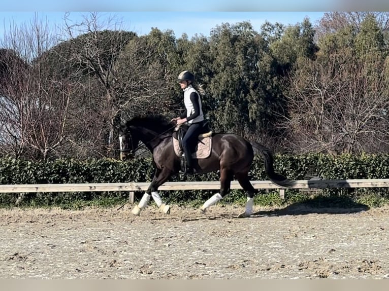 Más ponis/caballos pequeños Yegua 8 años 147 cm Castaño oscuro in Rome