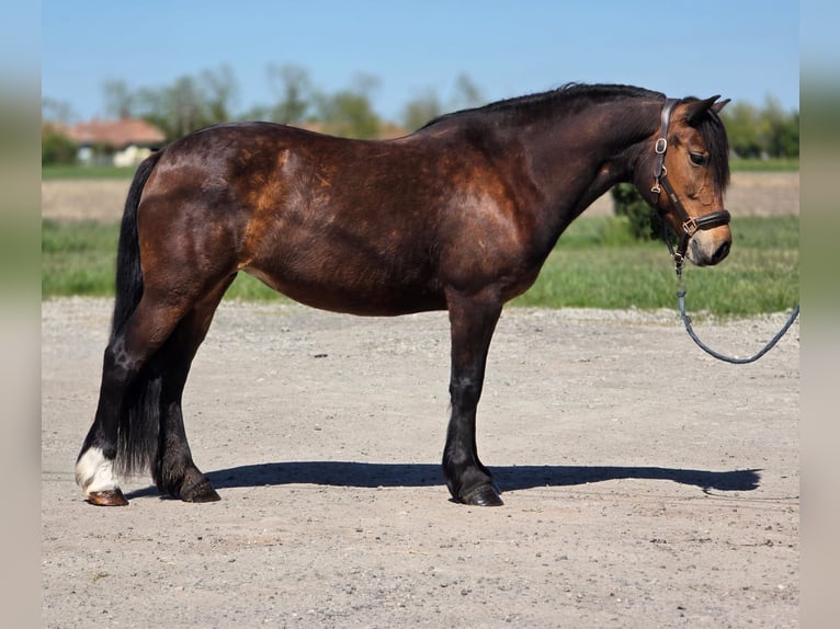 Más ponis/caballos pequeños Yegua 8 años 148 cm Castaño in Kecskemét