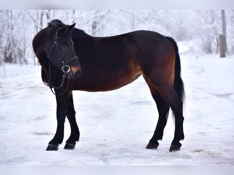 Más ponis/caballos pequeños Yegua 8 años 148 cm Castaño in Gyula