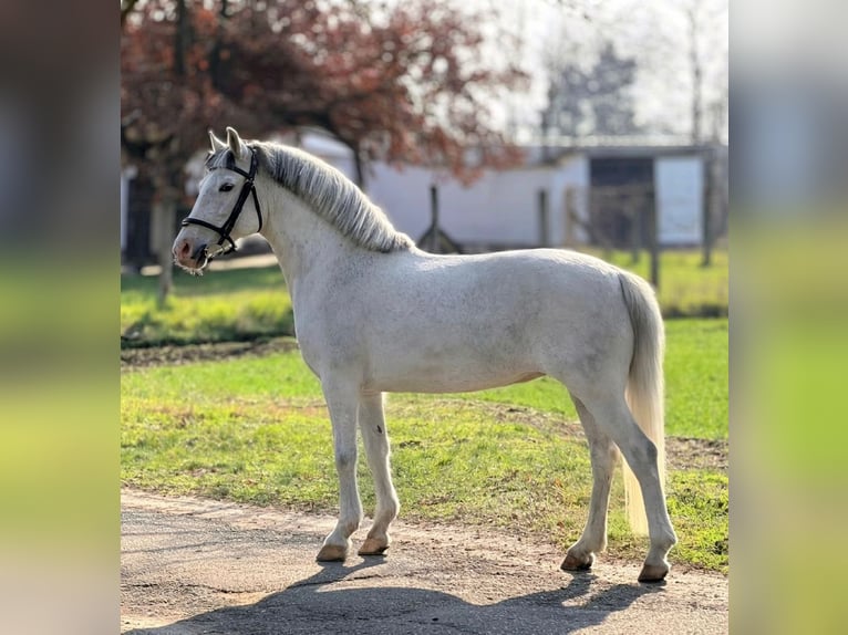 Más ponis/caballos pequeños Yegua 8 años 148 cm Tordo in Békéscsaba
