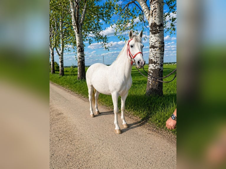 Más ponis/caballos pequeños Yegua 8 años 148 cm Tordo in Békéscsaba