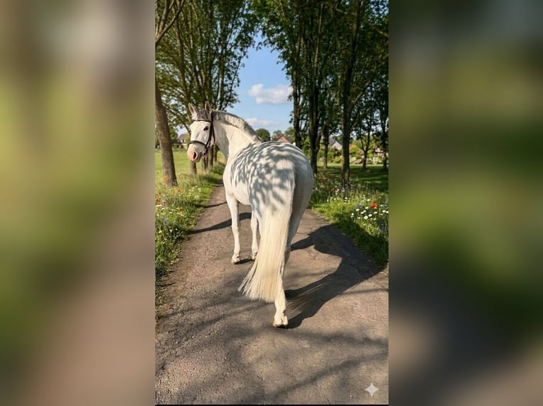 Más ponis/caballos pequeños Yegua 8 años 149 cm Tordo in Budapest