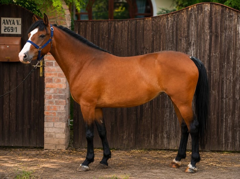 Más ponis/caballos pequeños Yegua 8 años 150 cm Castaño in Békéscsaba