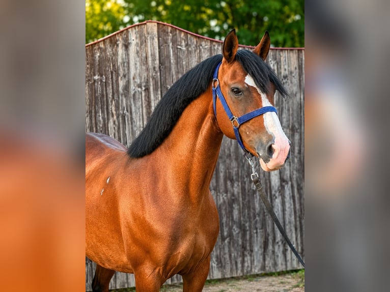 Más ponis/caballos pequeños Yegua 8 años 150 cm Castaño in Békéscsaba