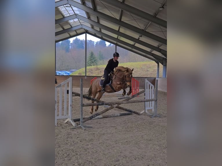 Más ponis/caballos pequeños Yegua 8 años 150 cm Ruano alazán in Köln