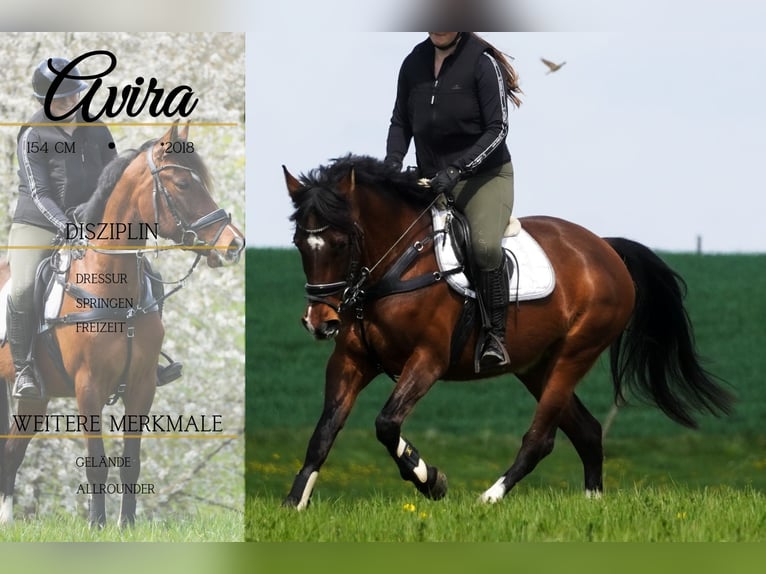 Más ponis/caballos pequeños Yegua 8 años 154 cm Castaño in Nettersheim