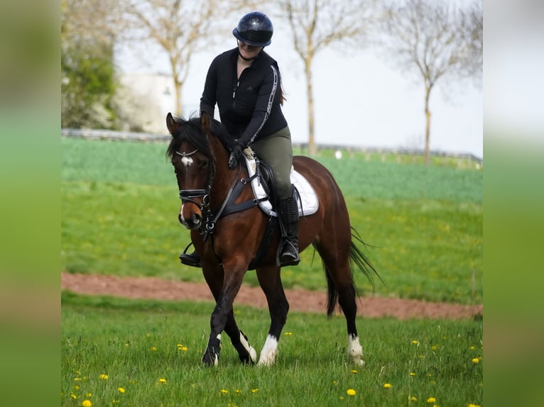 Más ponis/caballos pequeños Yegua 8 años 154 cm Castaño in Nettersheim
