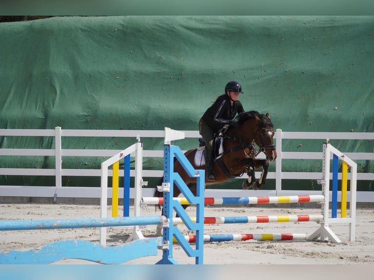 Más ponis/caballos pequeños Yegua 8 años 154 cm Castaño in Nettersheim