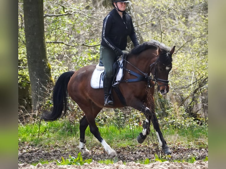 Más ponis/caballos pequeños Yegua 8 años 154 cm Castaño in Nettersheim
