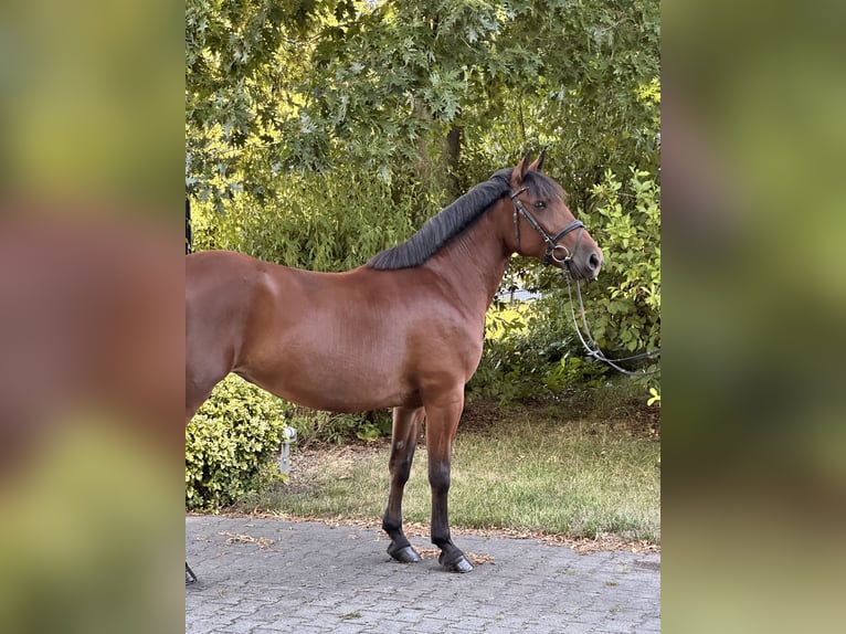 Más ponis/caballos pequeños Mestizo Yegua 8 años 155 cm Castaño in Leipzig