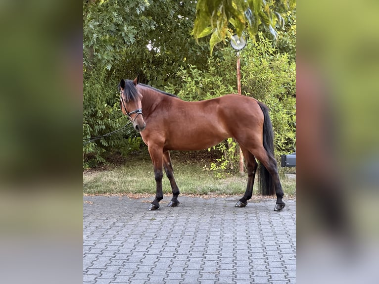 Más ponis/caballos pequeños Mestizo Yegua 8 años 155 cm Castaño in Leipzig