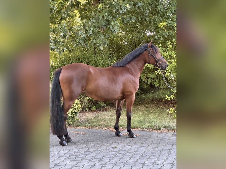 Más ponis/caballos pequeños Mestizo Yegua 8 años 155 cm Castaño in Leipzig
