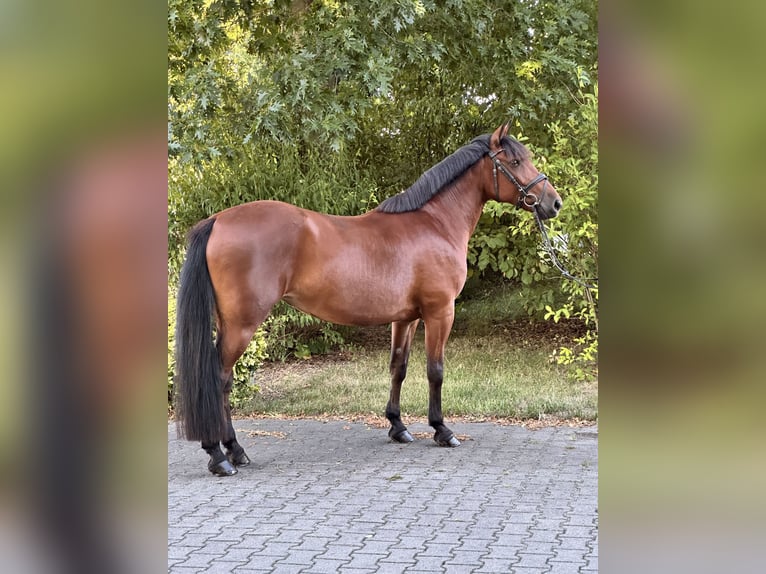 Más ponis/caballos pequeños Mestizo Yegua 8 años 155 cm Castaño in Leipzig