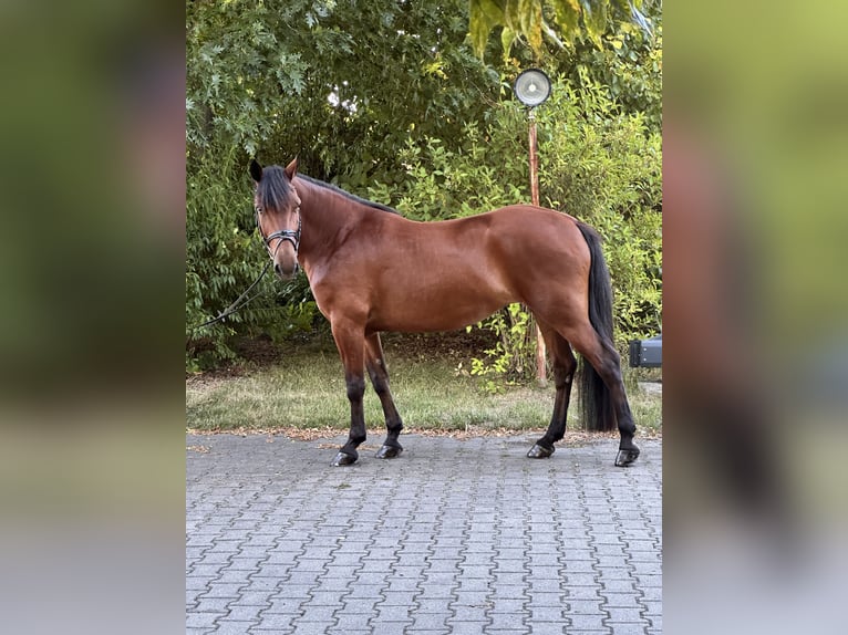 Más ponis/caballos pequeños Mestizo Yegua 8 años 155 cm Castaño in Leipzig