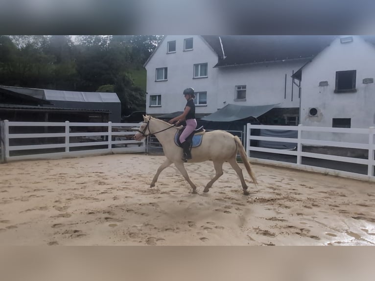 Más ponis/caballos pequeños Yegua 8 años 155 cm Cremello in Morsbach