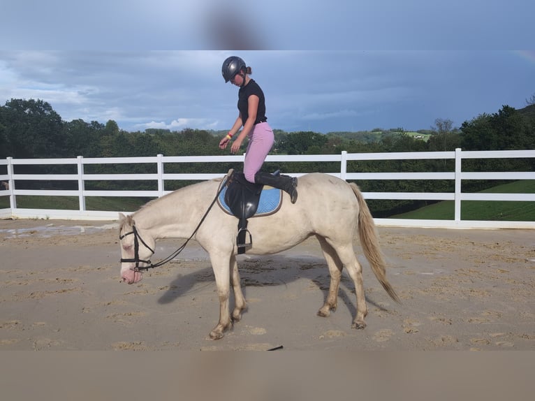 Más ponis/caballos pequeños Yegua 8 años 155 cm Cremello in Morsbach