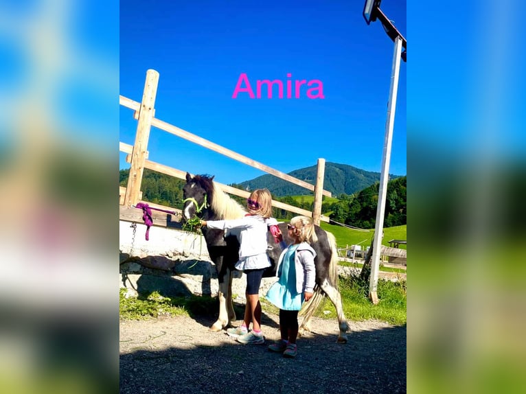 Más ponis/caballos pequeños Mestizo Yegua 9 años 110 cm Pío in Gallzein