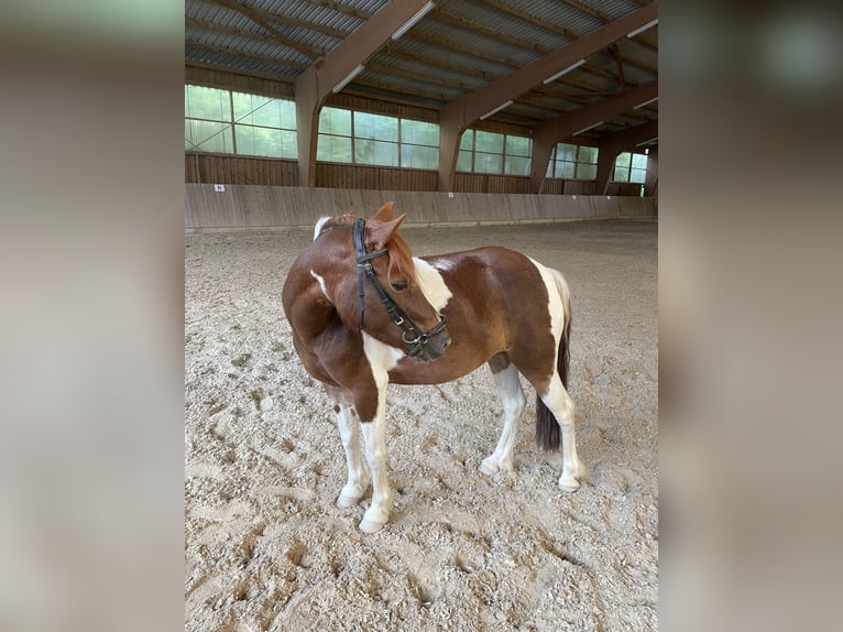 Más ponis/caballos pequeños Mestizo Yegua 9 años 115 cm Pío in Bernburg