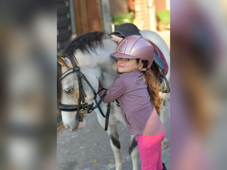Más ponis/caballos pequeños Yegua 9 años 115 cm Red Dun/Cervuno in Geilenkirchen