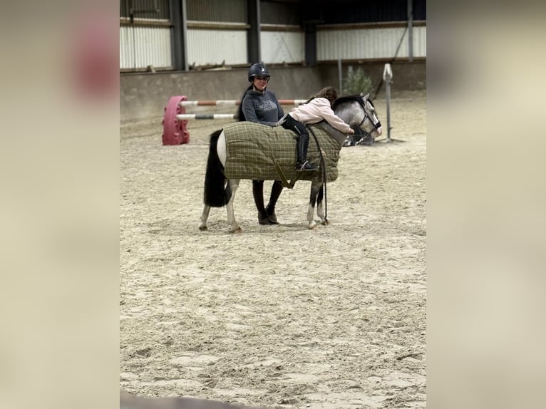 Más ponis/caballos pequeños Yegua 9 años 115 cm Red Dun/Cervuno in Geilenkirchen