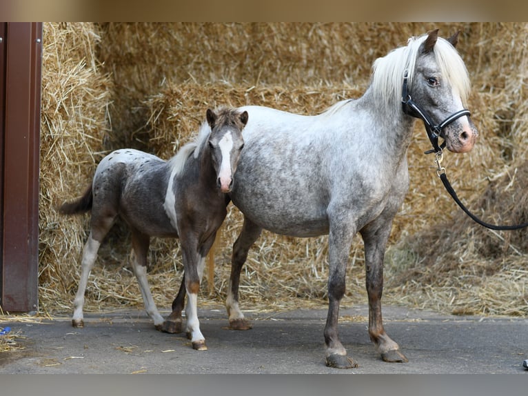 Más ponis/caballos pequeños Yegua 9 años 118 cm Atigrado/Moteado in Geilenkirchen
