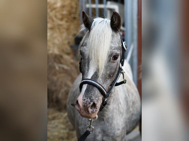 Más ponis/caballos pequeños Yegua 9 años 118 cm Atigrado/Moteado in Geilenkirchen