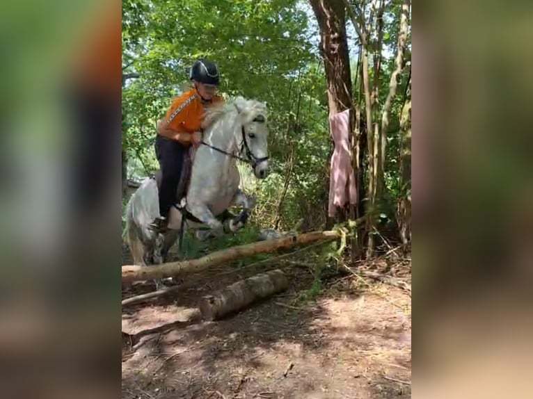 Más ponis/caballos pequeños Mestizo Yegua 9 años 123 cm Tordo rodado in Ney