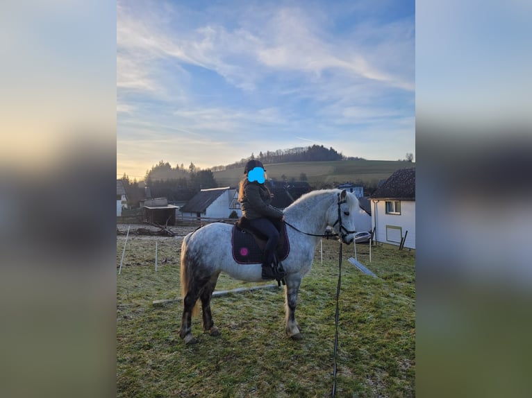 Más ponis/caballos pequeños Mestizo Yegua 9 años 123 cm Tordo rodado in Ney
