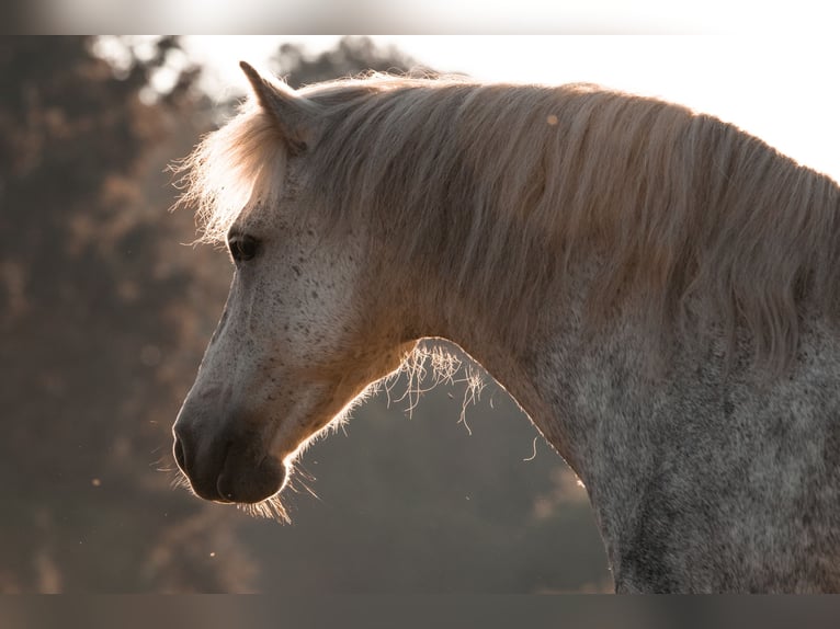 Más ponis/caballos pequeños Mestizo Yegua 9 años 123 cm Tordo rodado in Ney
