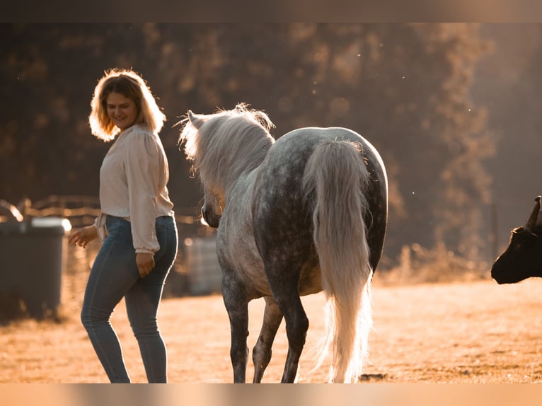 Más ponis/caballos pequeños Mestizo Yegua 9 años 123 cm Tordo rodado in Ney