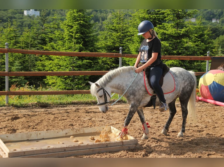 Más ponis/caballos pequeños Mestizo Yegua 9 años 123 cm Tordo rodado in Ney