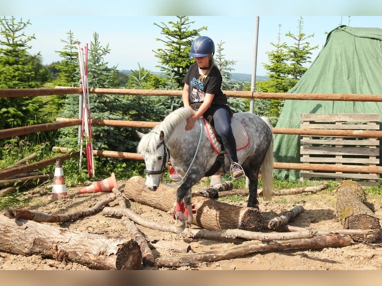 Más ponis/caballos pequeños Mestizo Yegua 9 años 123 cm Tordo rodado in Ney