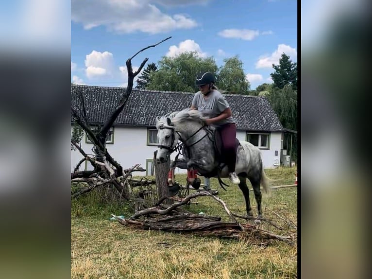 Más ponis/caballos pequeños Mestizo Yegua 9 años 123 cm Tordo rodado in Ney