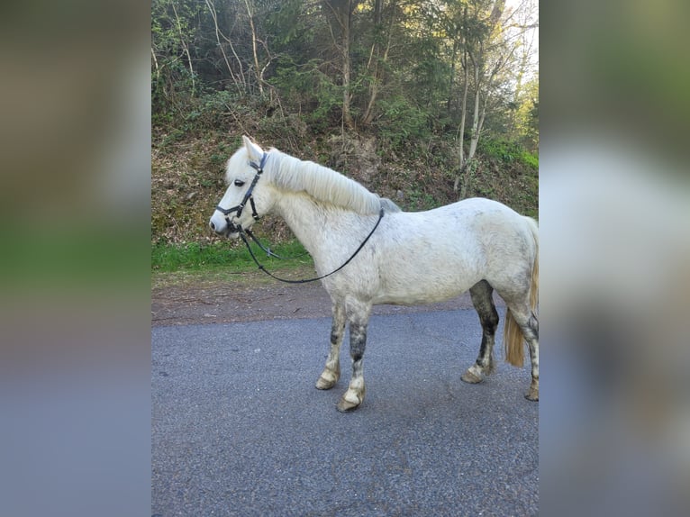 Más ponis/caballos pequeños Mestizo Yegua 9 años 123 cm Tordo rodado in Ney