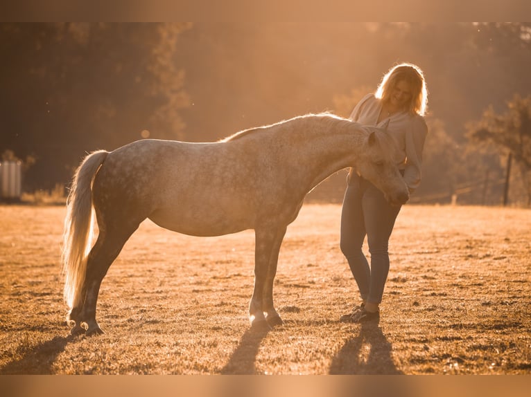 Más ponis/caballos pequeños Mestizo Yegua 9 años 123 cm Tordo rodado in Ney