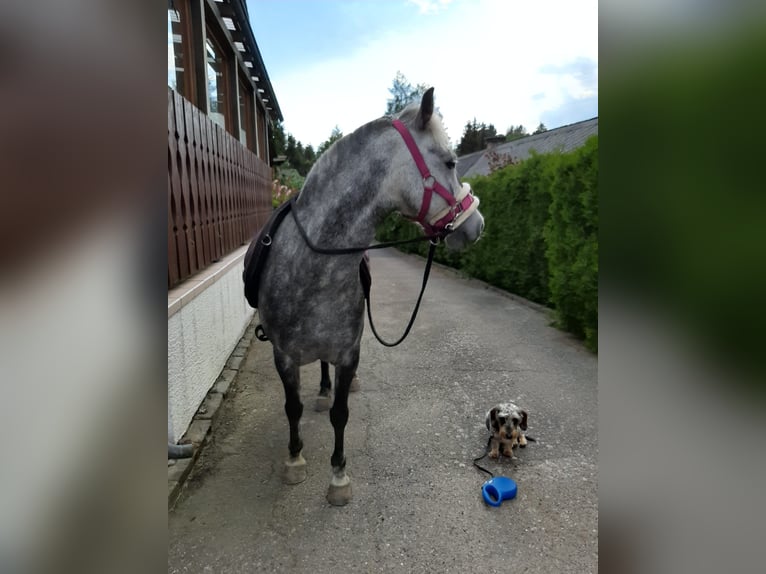 Más ponis/caballos pequeños Mestizo Yegua 9 años 123 cm Tordo rodado in Ney