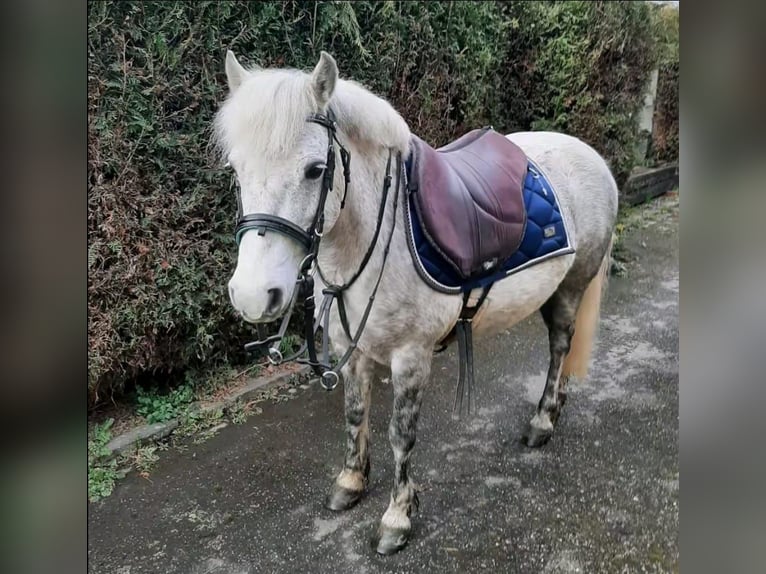 Más ponis/caballos pequeños Mestizo Yegua 9 años 123 cm Tordo rodado in Ney