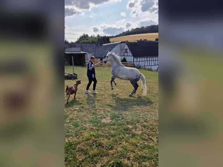 Más ponis/caballos pequeños Mestizo Yegua 9 años 123 cm Tordo rodado in Ney