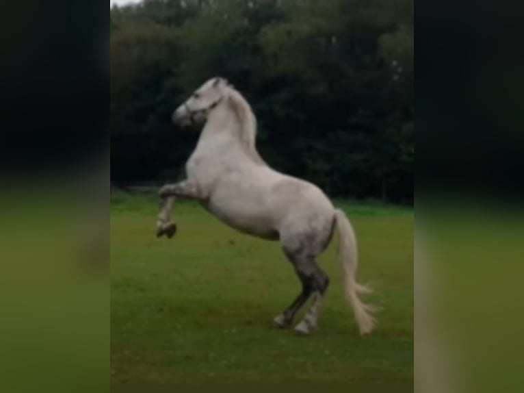 Más ponis/caballos pequeños Mestizo Yegua 9 años 123 cm Tordo rodado in Ney